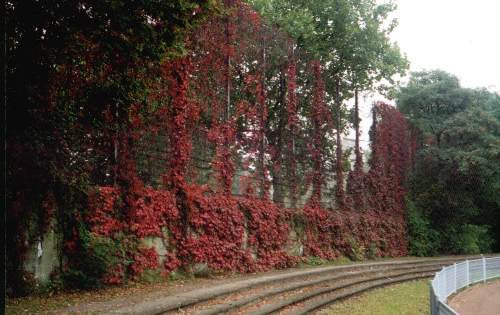 Friedrich-Ludwig-Jahn-Stadion - Stufen und Ballfänger mit rotem Efeu
