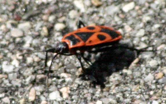 Stadion Britz Süd Kunstrasenplatz